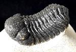 Barrandeops ovatus (McKELLAR & CHATTERTON 2009) - Bild © FossNet FossilienStore